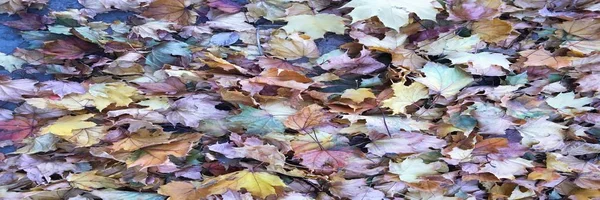 秋天五颜六色的叶子背景 枫叶纹理背景 — 图库照片