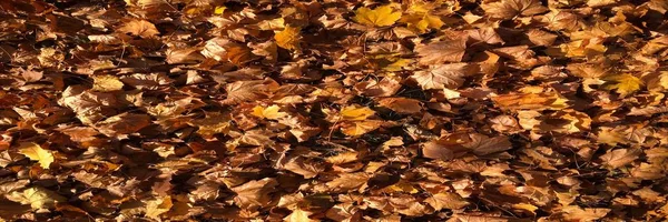 Färgglada Höstlöv Bakgrund Maple Leaf Textur Bakgrund — Stockfoto
