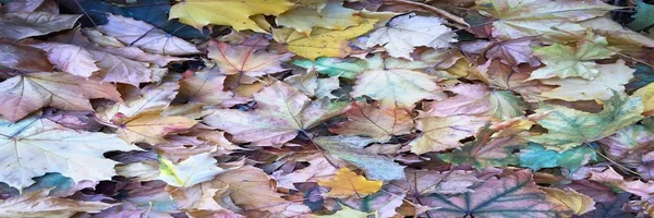 秋天五颜六色的叶子背景 枫叶纹理背景 — 图库照片