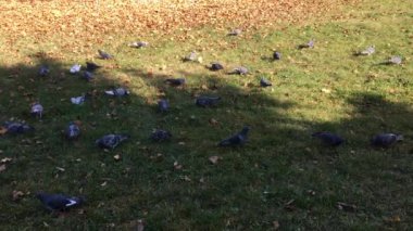 Güvercin, güvercin parkta çim tohumu yiyin. Kent parkta güvercinlere güzel sürüsü. Besleme.