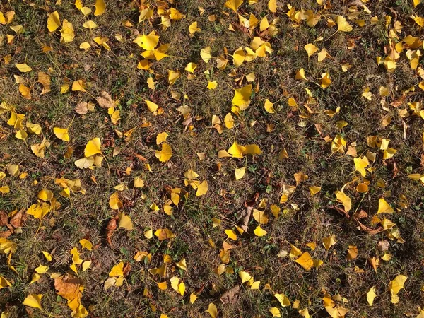 Красиве золотисте жовте листя гінкго впало на зелену траву восени . — стокове фото