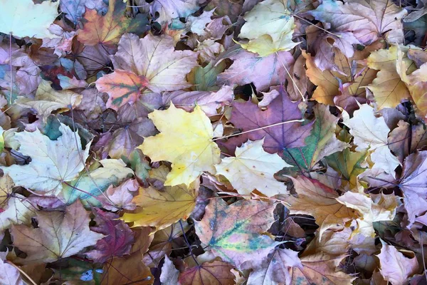 Autumn Colorful Leaves Background Maple Leaf Texture Background — Stock Photo, Image