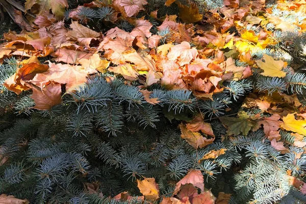 Close Kerstboom Met Kleurrijke Herfstbladeren — Stockfoto