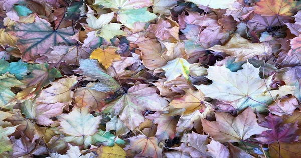 Kleurrijke Herfstbladeren Achtergrond Maple Leaf Textuur Achtergrond Kleurrijke Bladeren — Stockfoto