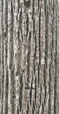 Yeşil yosun ve üzerine mavi liken meşe kabuğu kabartma dokusu. Bir ağaç kabuğu doku panoramik görüntü.