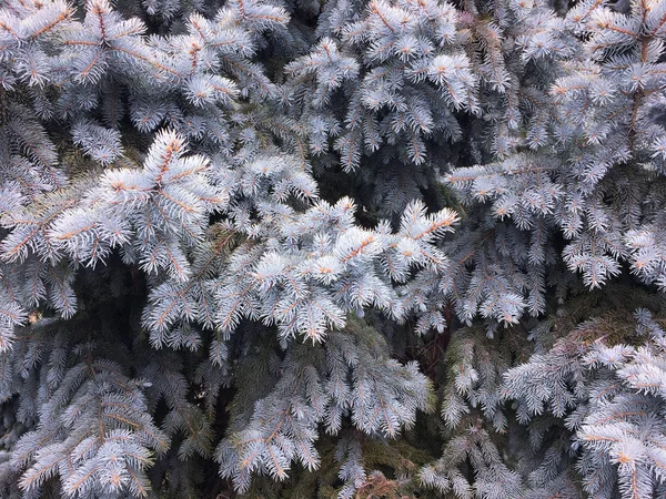 Pancarta Temática Invierno Navidad Fondo Con Borde Ramas Abeto Verde —  Fotos de Stock