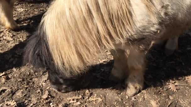 ポニー馬の供給します 古いポニー馬の放牧 — ストック動画