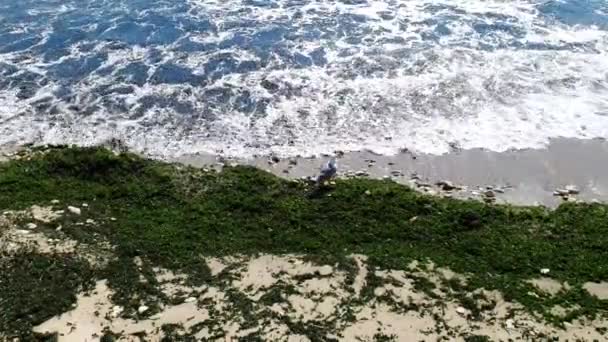 Playa Arenosa Vacía Con Agua Mar Color Turquesa Agitando Desde — Vídeos de Stock