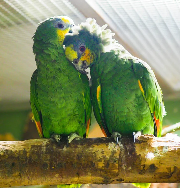 stock image a pair of funny green parrot  