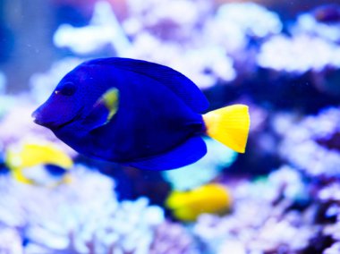 parlak tropikal balık  