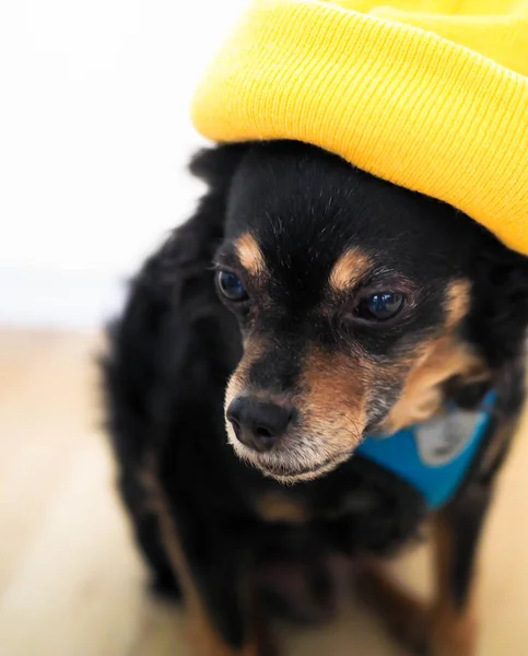 Sarı şapkalı köpek, portre. — Stok fotoğraf