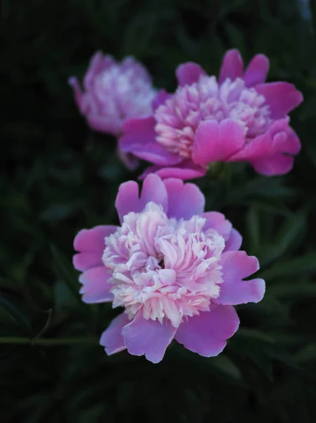 Пионы розовых цветов — стоковое фото