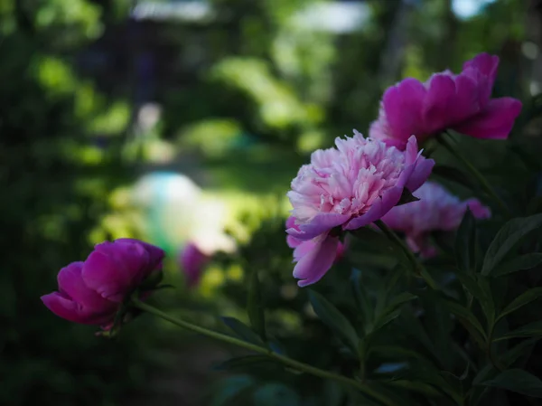 Pink flowers peonies — Stock Photo, Image