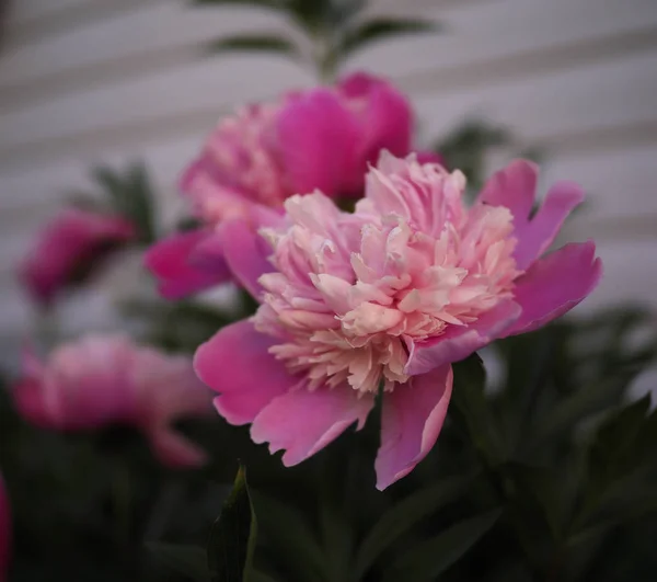 Pink flowers peonies — Stock Photo, Image