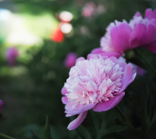 Pink flowers peonies — Stock Photo, Image