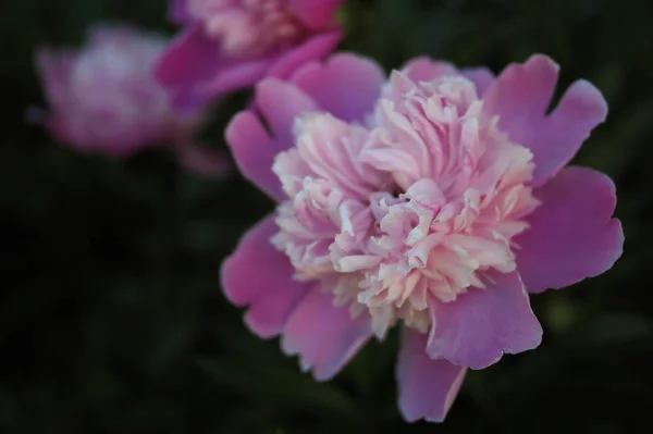 Pink flowers peonies — Stock Photo, Image