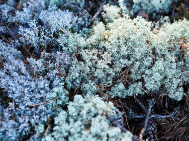 Kuzey İskandinav yosunyakın çekim