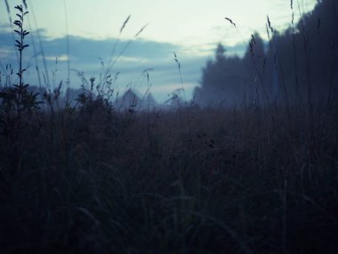 vahşi bir alanda sis ile akşam manzara