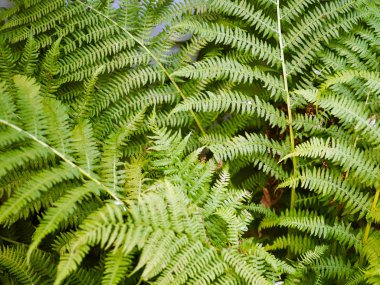 Eğrelti otunun yaprakları. Yakın çekim..