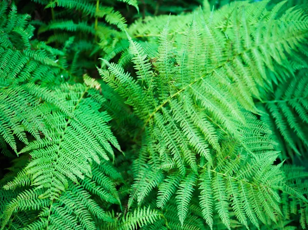 Folhas de uma samambaia Bush fecham. — Fotografia de Stock