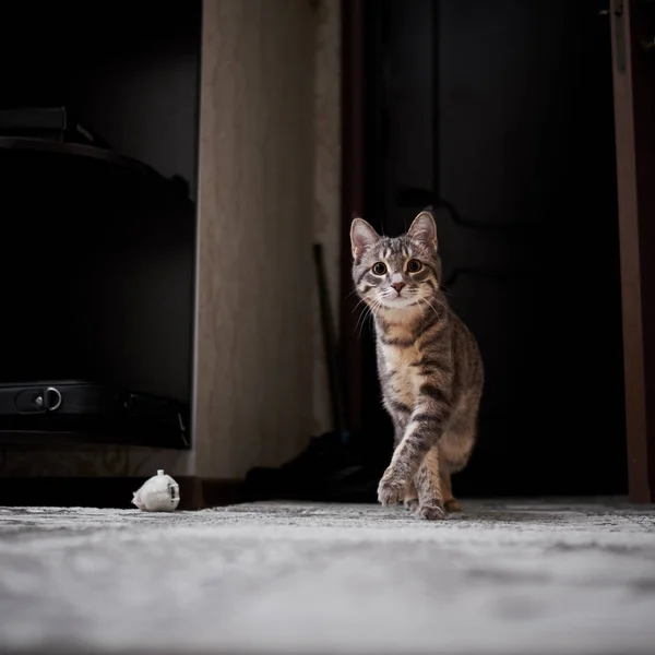 Маленькая серая кошка с кисточками на ушах, играющая дома. — стоковое фото