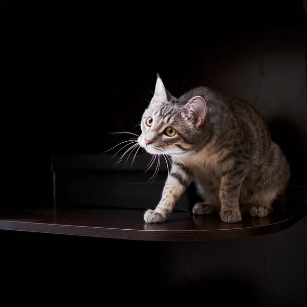 Petit chat gris avec glands sur les oreilles jouant à la maison — Photo