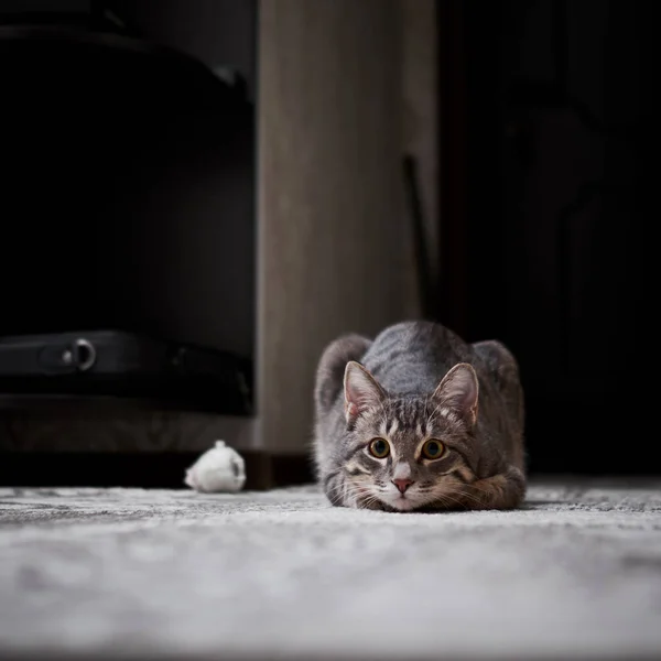 Маленькая серая кошка с кисточками на ушах, играющая дома. — стоковое фото