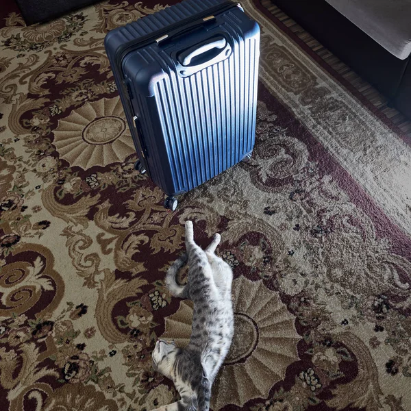 Маленькая серая кошка с кисточками на ушах, играющая с большой сумкой на ковре — стоковое фото