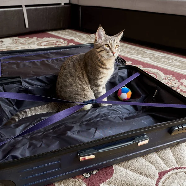 Pequeño gato gris con borlas en las orejas jugando con un gran bolso en la alfombra — Foto de Stock