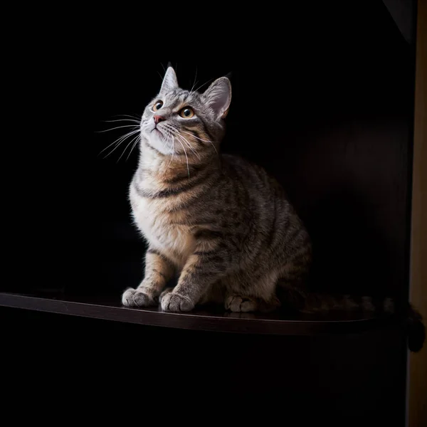 Маленькая серая кошка с кисточками на ушах, играющая дома. Стоковое Фото