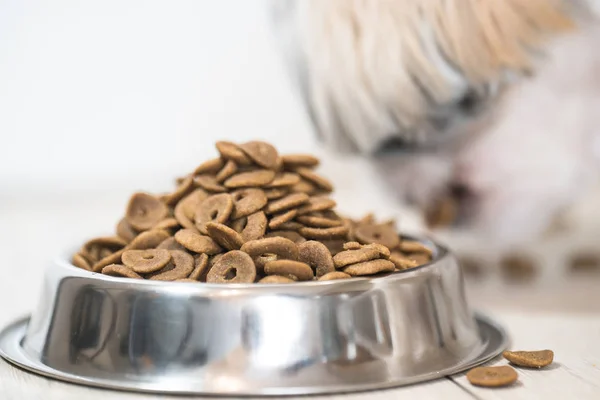 pile of dry dog food in bowl on floor and cute little dog