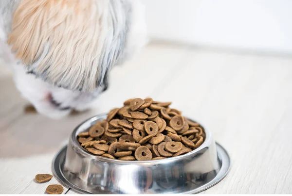 pile of dry dog food in bowl on floor and cute little dog