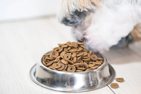 pile of dry dog food in bowl on floor and cute little dog