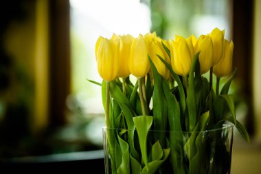 Vazoda parlak sarı lalelerin yakın çekim