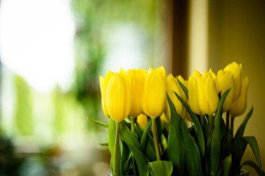 Parlak sarı lalelerin yakın çekim