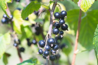 Yeşil yapraklı daldaki siyah kuş üzümünün yakınlığı
