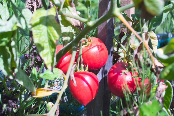 Close Ripe Red Tomatoes Plant — Stock Photo, Image