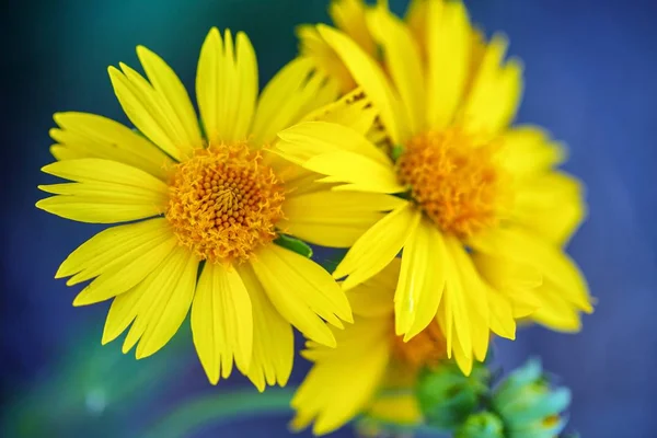 Żółte Kwiaty Naturalne Tło — Zdjęcie stockowe