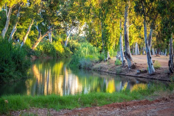 Дерева Річці Відображення Фоні Парку Yarkon — стокове фото