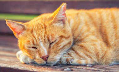 Turuncu tekir kedi dışında uyku