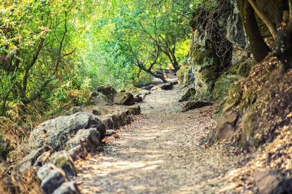 Orman arka plan Banias rezerv