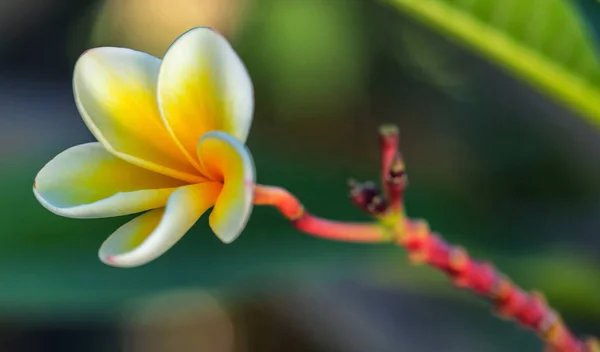 紫杉树黄花开的背景 — 图库照片
