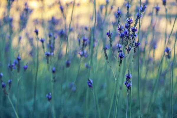 Lawenda Kwiaty Niebieski Motyw Tła — Zdjęcie stockowe