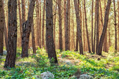 Ağaçlar orman arka planda.