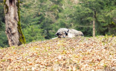 Arka plan dışında sokak köpeği