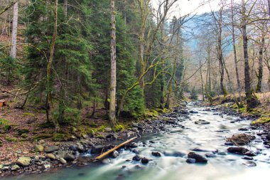 Borjomula Nehri Borjomi Park 