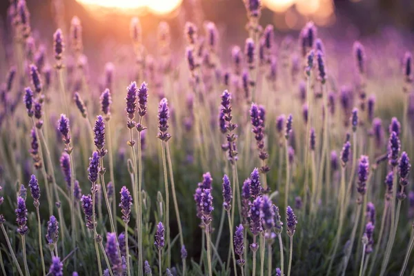 Lavender purple flowers sunset background