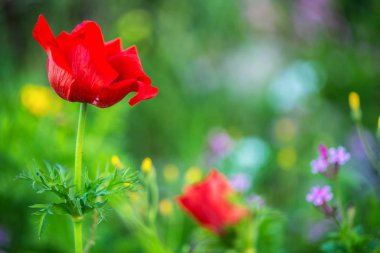 Kırmızı haşhaş ve sarı çiçekler arka plan
