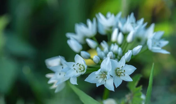 Fiori Aglio Napoletano Backgorund — Foto Stock