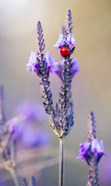 Sju Spot Lady Bug Lila Lavendel Blomma — Stockfoto